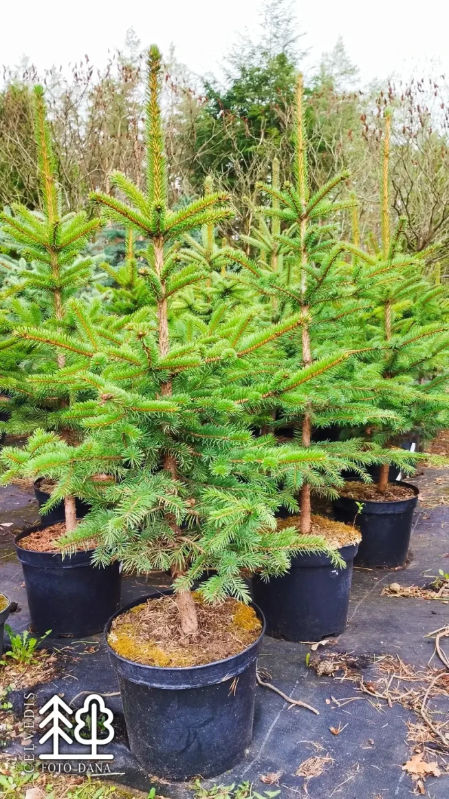 Picea pungens f. glauca